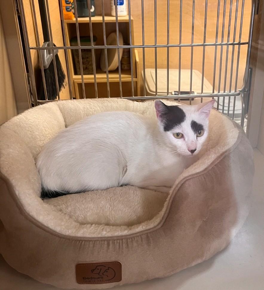 Mama Dot, Adoptable, Young Female Domestic Short Hair.