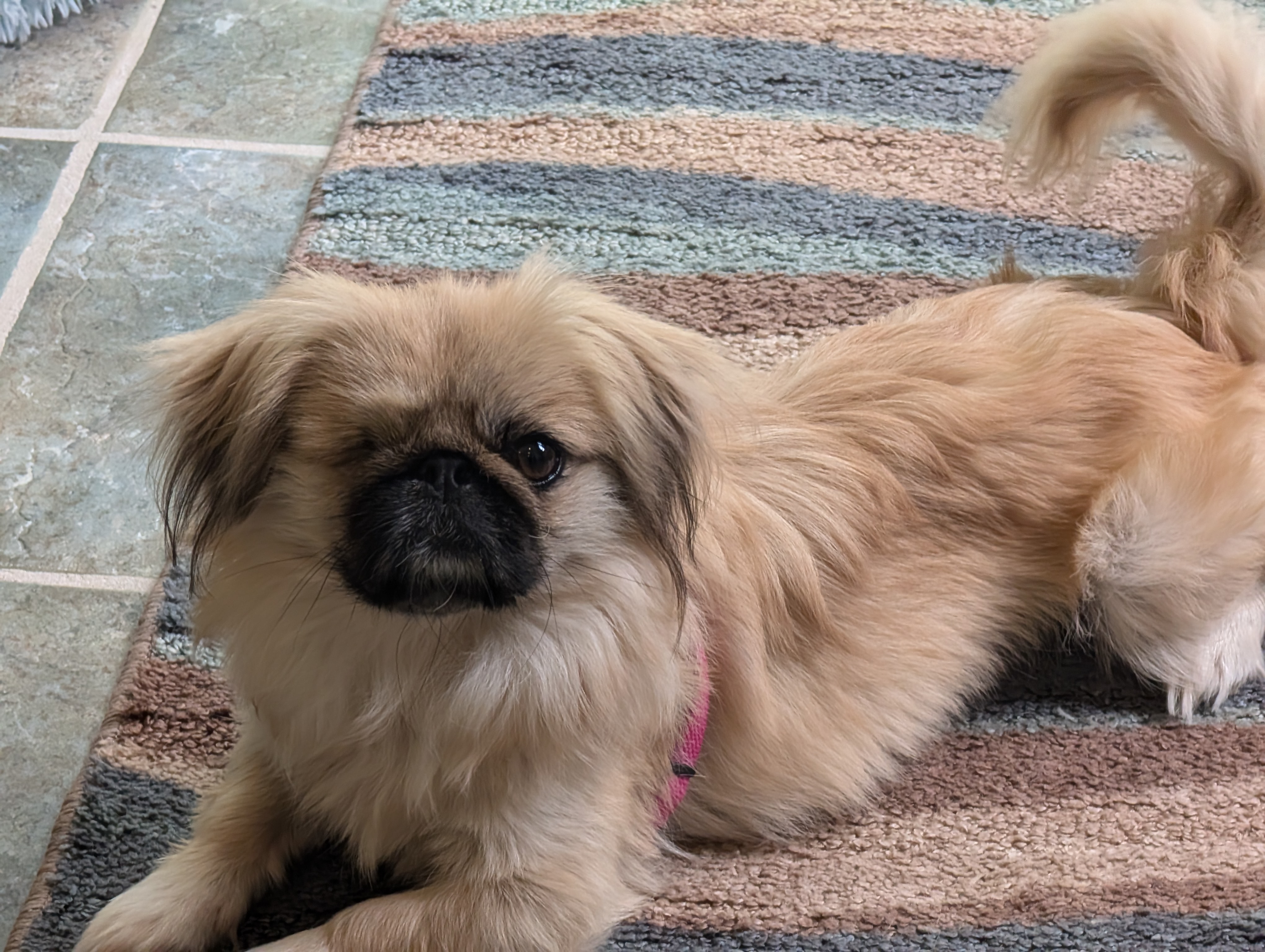 Enlarge Pika Pika, a Adoptable Pekingese in Greensboro, NC image 3/6