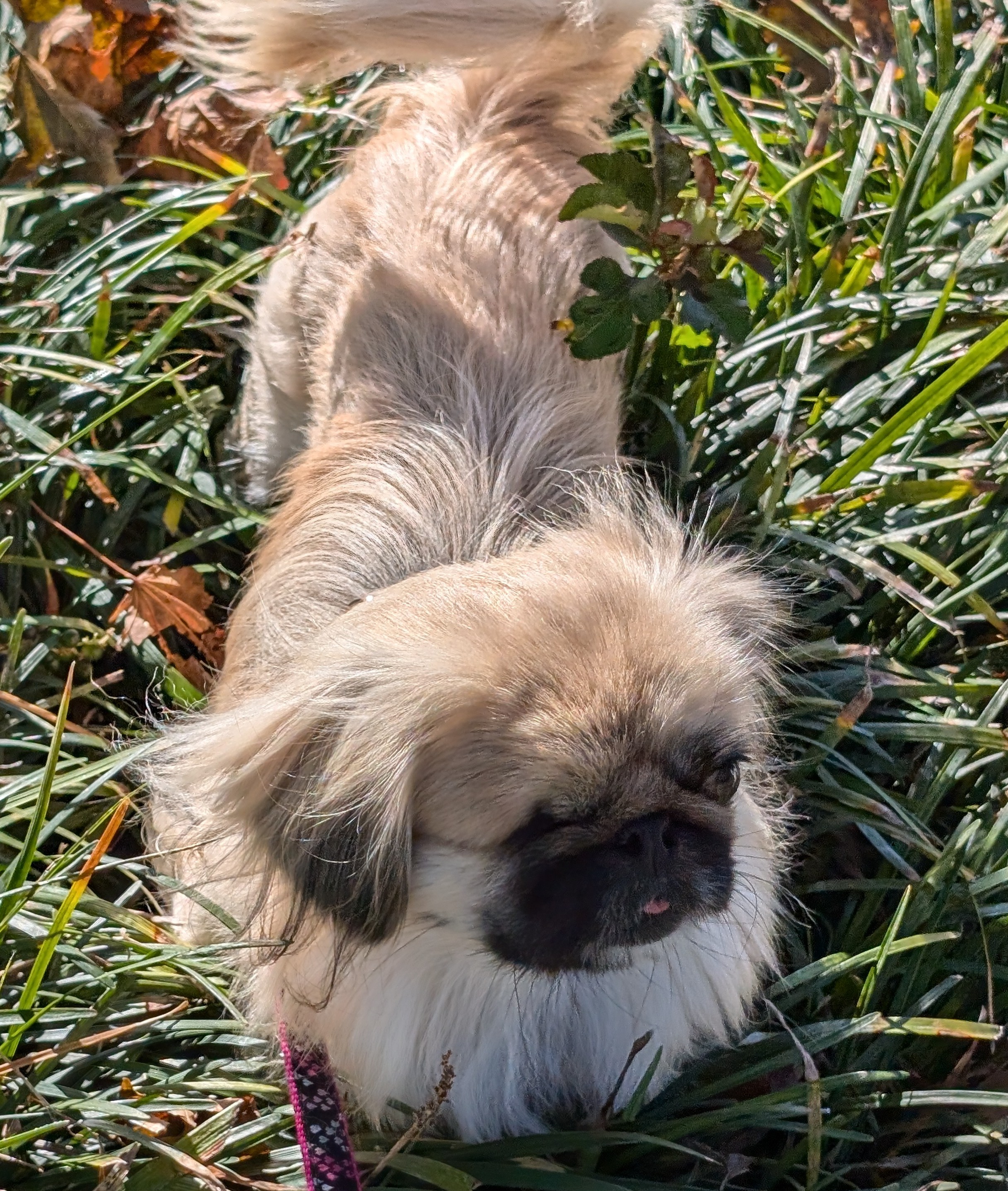 Enlarge Pika Pika, a Adoptable Pekingese in Greensboro, NC image 4/6