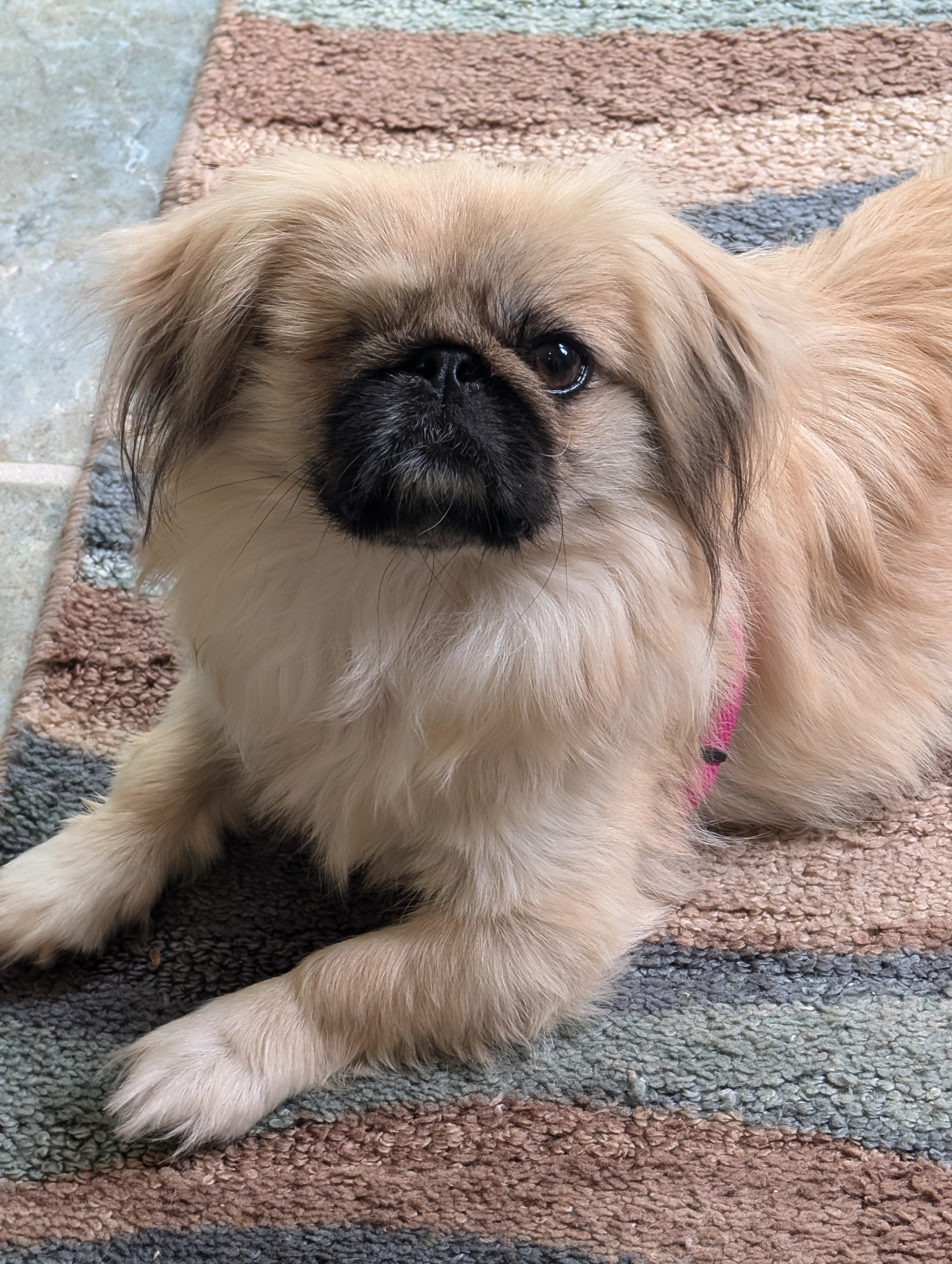 Enlarge Pika Pika, a Adoptable Pekingese in Greensboro, NC image 5/6