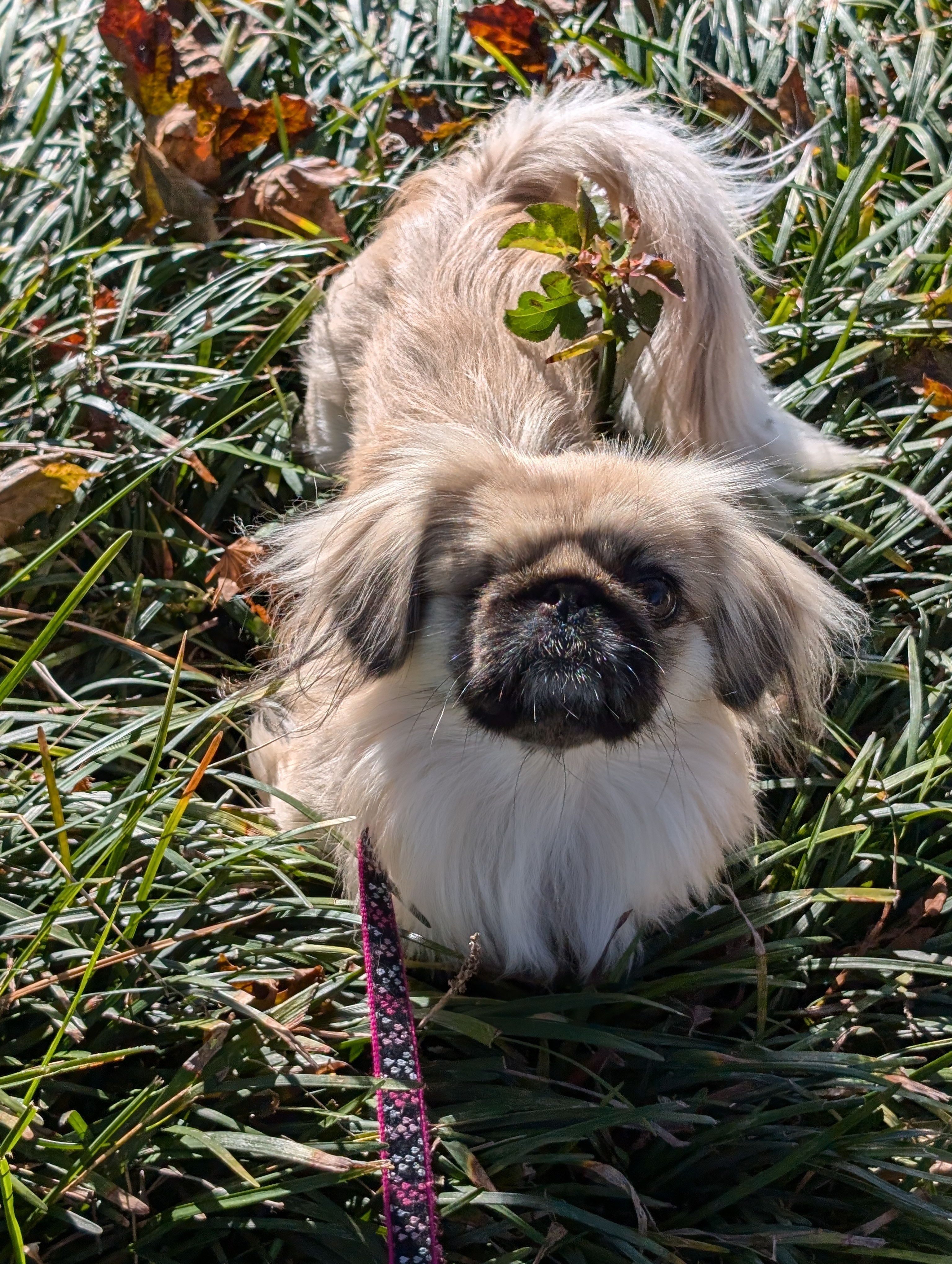 Enlarge Pika Pika, a Adoptable Pekingese in Greensboro, NC image 2/6