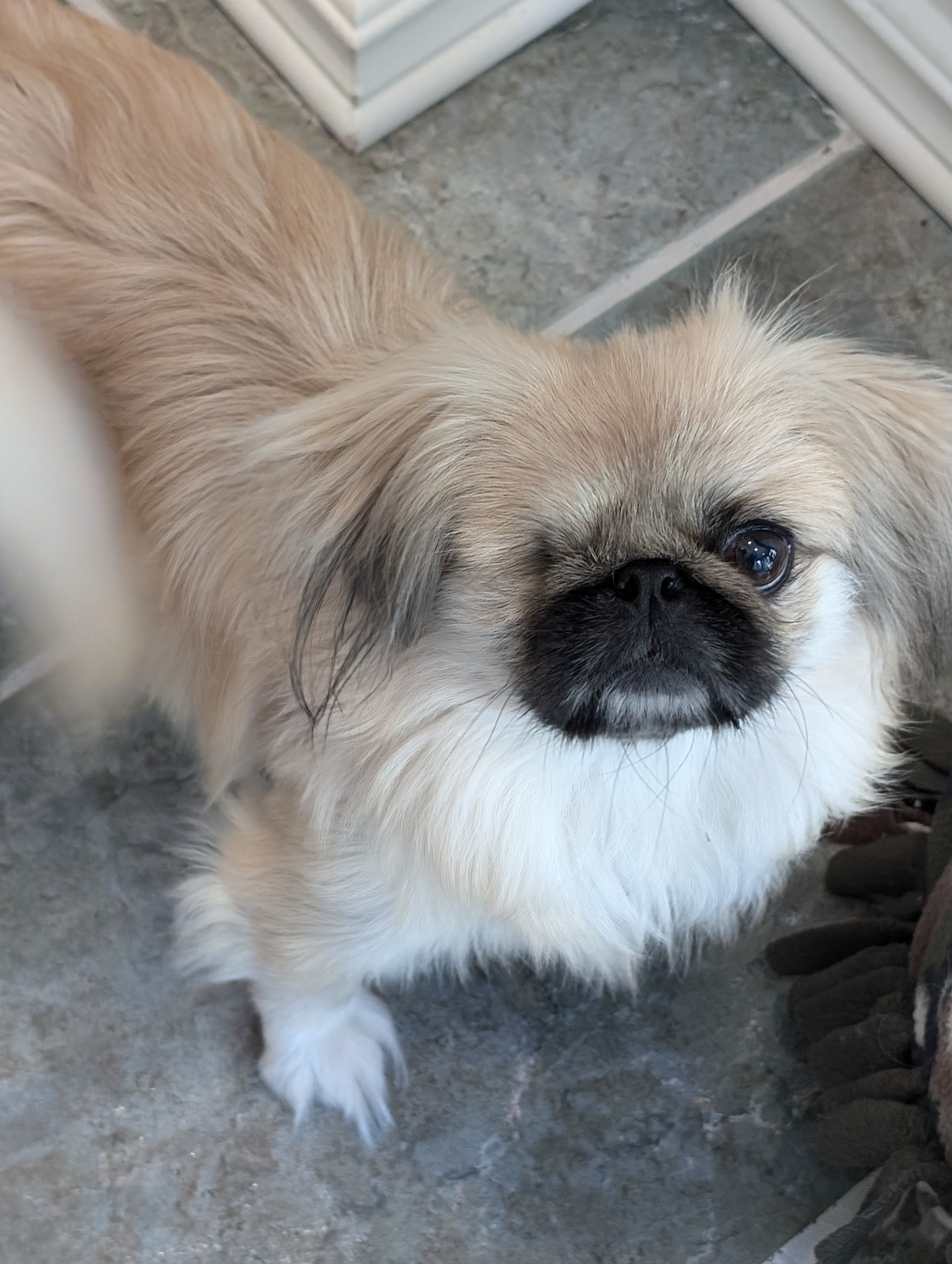 Enlarge Pika Pika, a Adoptable Pekingese in Greensboro, NC image 1/6