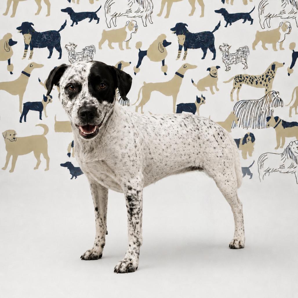 Duece, Adoptable, Adult Male Australian Cattle Dog / Blue Heeler & Mixed Breed.