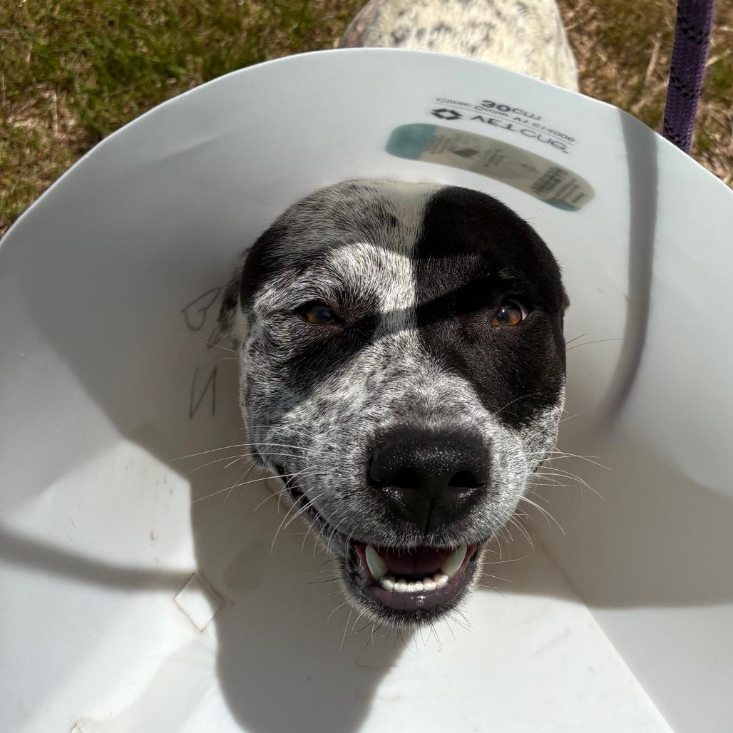 Duece, a Adoptable mixed breed in Morganton, NC image 2/3