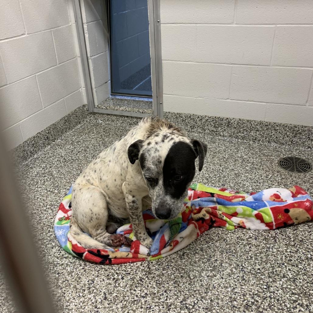 Duece, a Adoptable mixed breed in Morganton, NC image 3/3