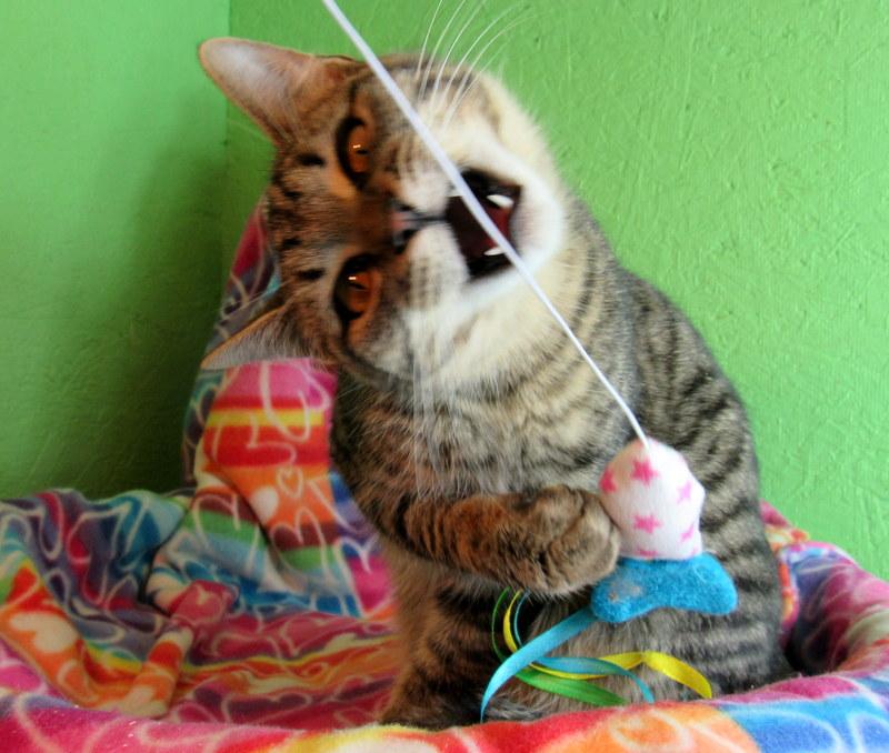 Joaquin, an adoptable Tabby in Newport, WA, 99156 | Photo Image 4