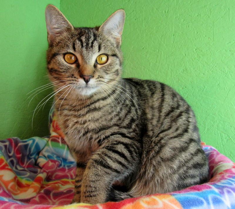 Joaquin, an adoptable Tabby in Newport, WA, 99156 | Photo Image 2