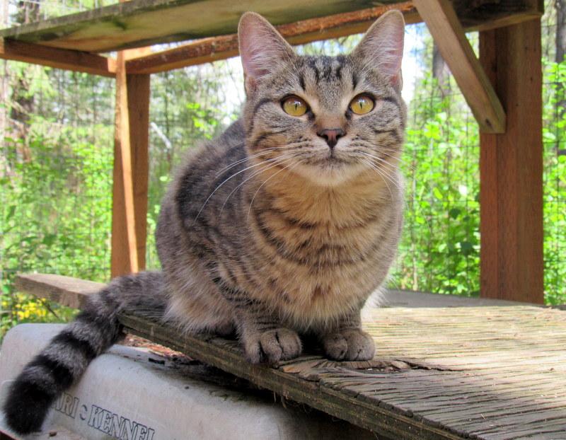 Joaquin, an adoptable Tabby in Newport, WA, 99156 | Photo Image 3