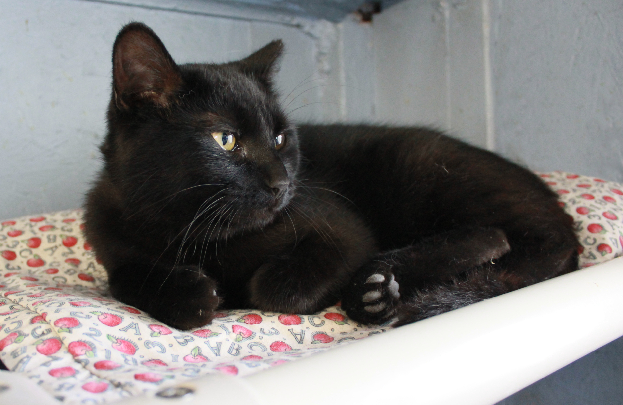 Stout, Adoptable, Kitten Male Domestic Short Hair.