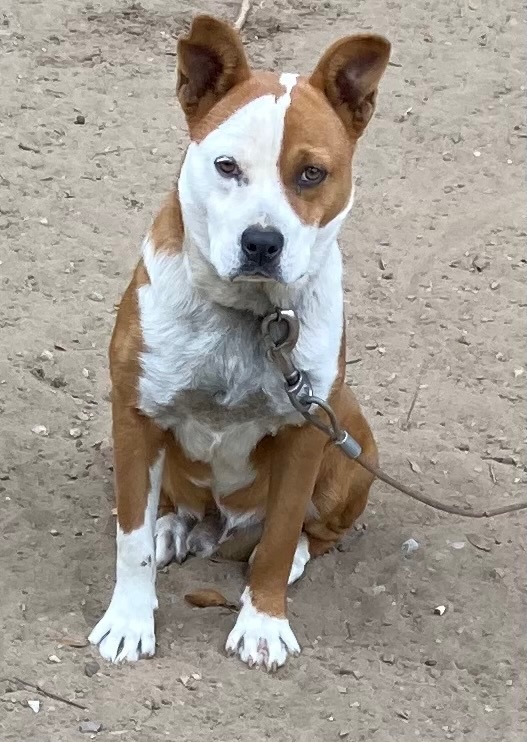 Enlarge Riley, an adoption pending mixed breed in Crestview, FL image 1/5