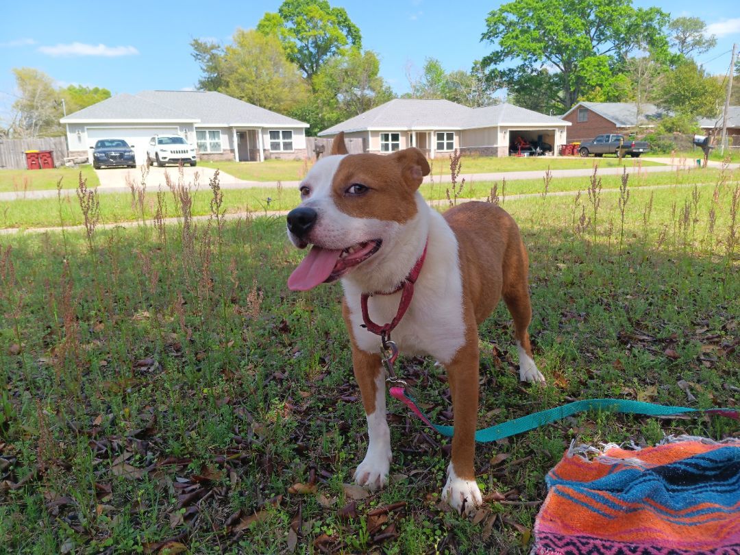 Enlarge Riley, an adoption pending mixed breed in Crestview, FL image 2/5