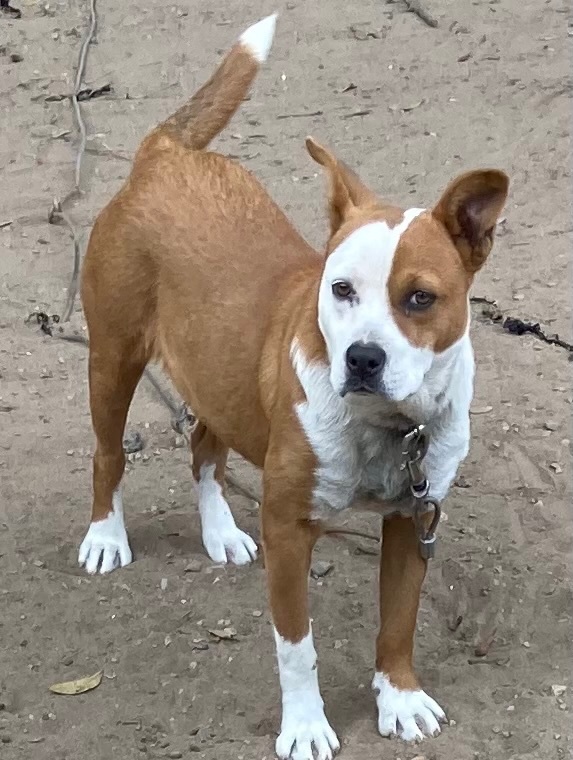 Enlarge Riley, an adoption pending mixed breed in Crestview, FL image 3/5