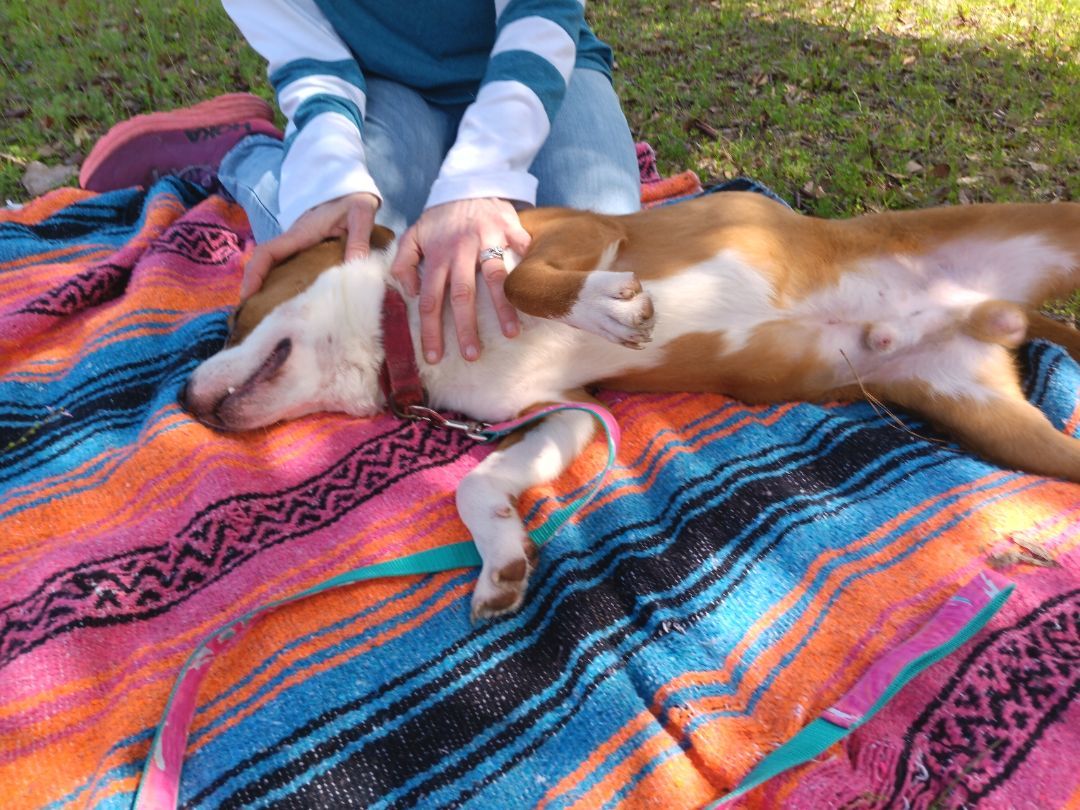 Enlarge Riley, an adoption pending mixed breed in Crestview, FL image 4/5