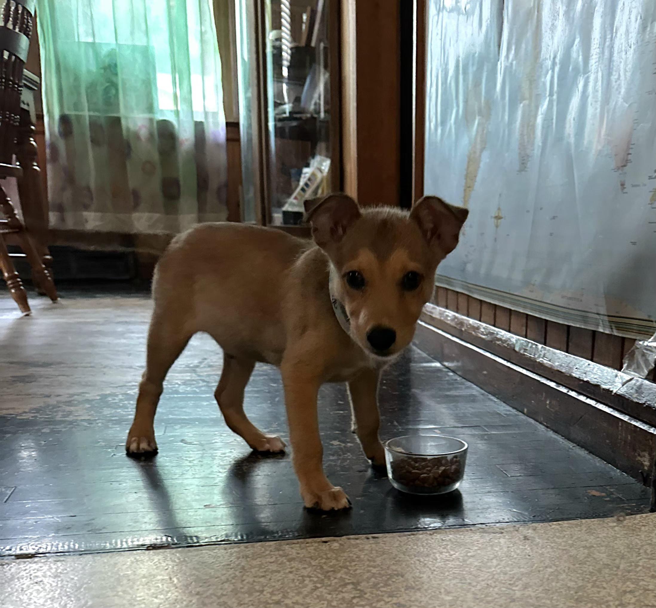 Rico, a Adoptable mixed breed in Plattsmouth, NE image 1/3