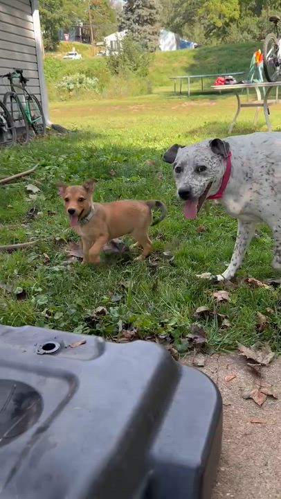 Enlarge Rico, a Adoptable mixed breed in Plattsmouth, NE video 3/3