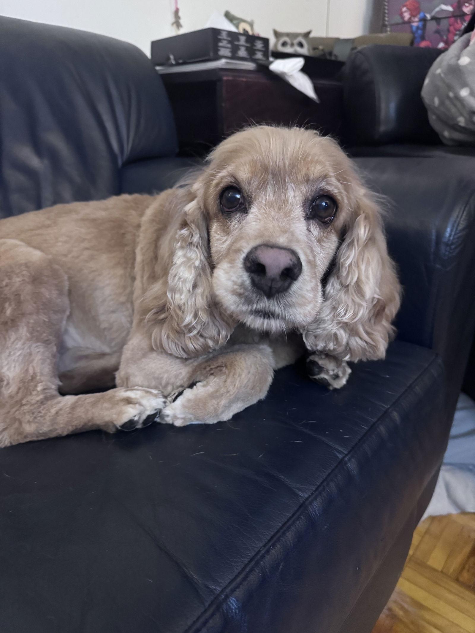 Seymour, a Adoptable Cocker Spaniel in Etobicoke, ON image 1/3