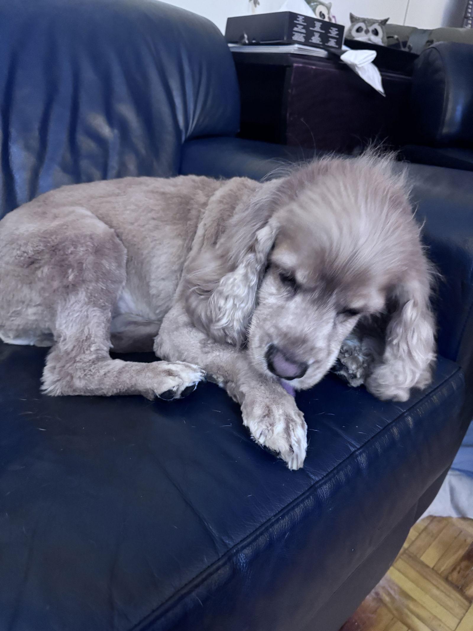 Enlarge Seymour, a Adopted Cocker Spaniel in Etobicoke, ON image 2/3