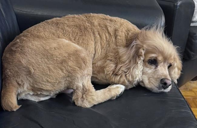Seymour, a Adoptable Cocker Spaniel in Etobicoke, ON image 3/3