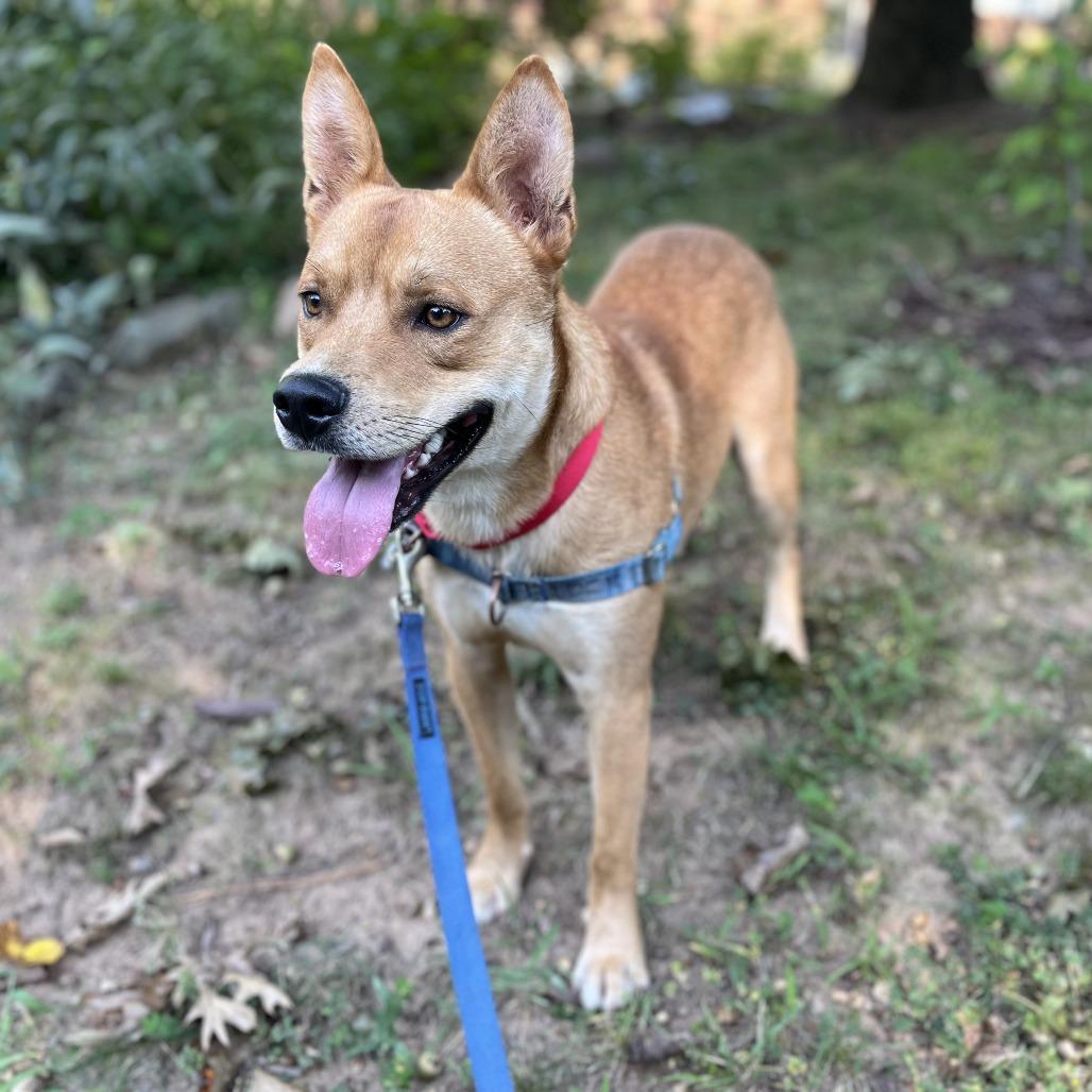 Enlarge Kane, a Adoptable mixed breed in Falls Church, VA image 2/6