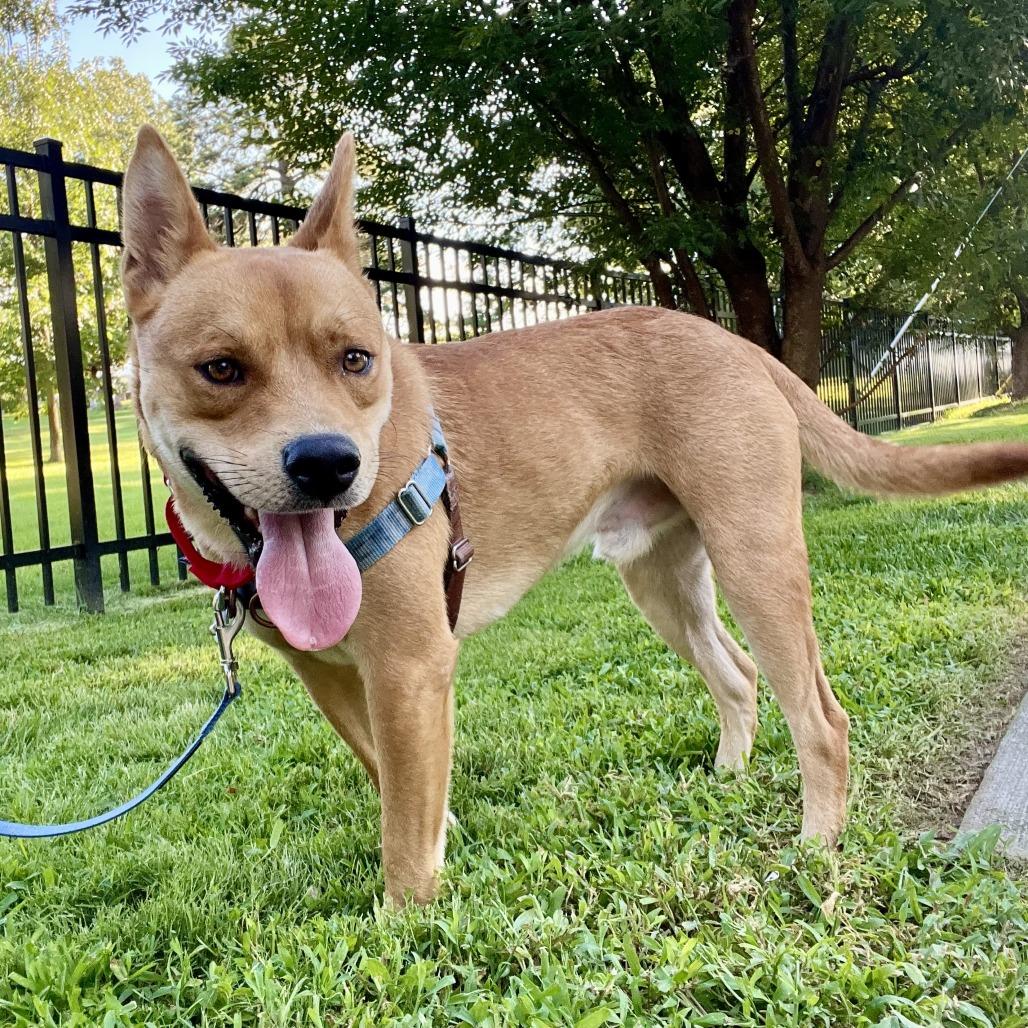 Enlarge Kane, a Adoptable mixed breed in Falls Church, VA image 3/6