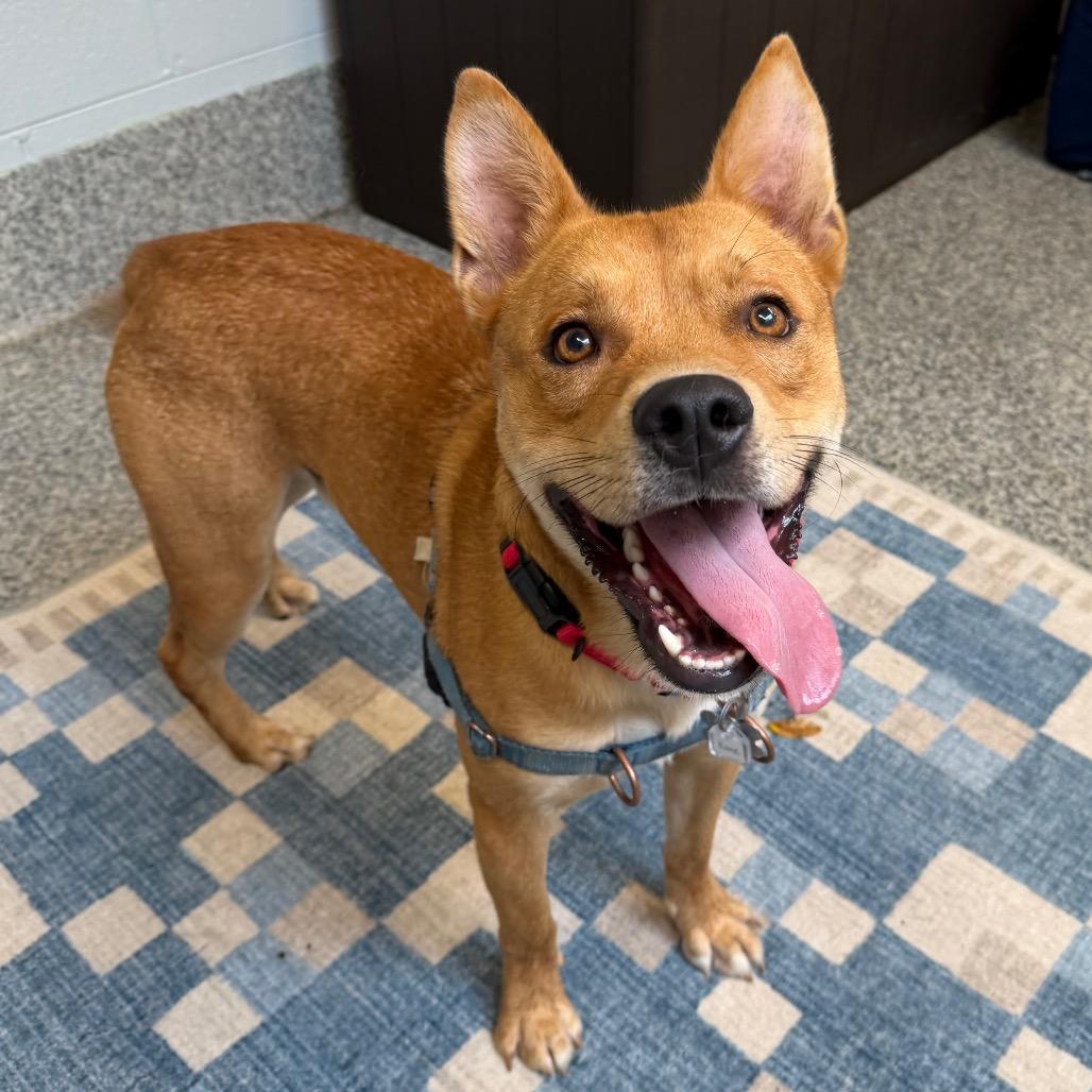 Enlarge Kane, a Adoptable mixed breed in Falls Church, VA image 4/6