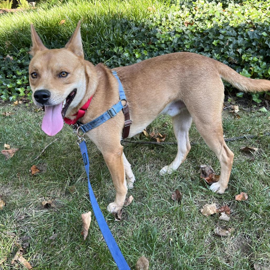 Enlarge Kane, a Adoptable mixed breed in Falls Church, VA image 5/6