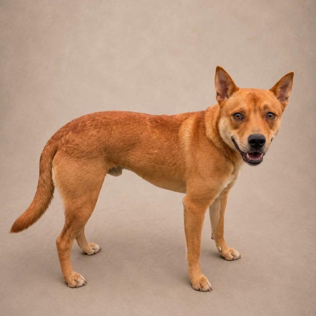 Enlarge Kane, a Adoptable mixed breed in Falls Church, VA image 6/6