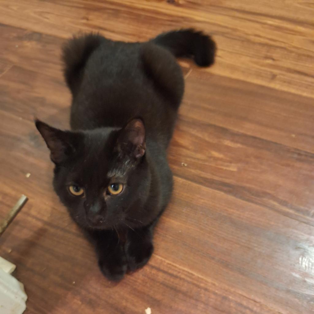 Panther, Adoptable, Adult Male Domestic Medium Hair & Domestic Short Hair.