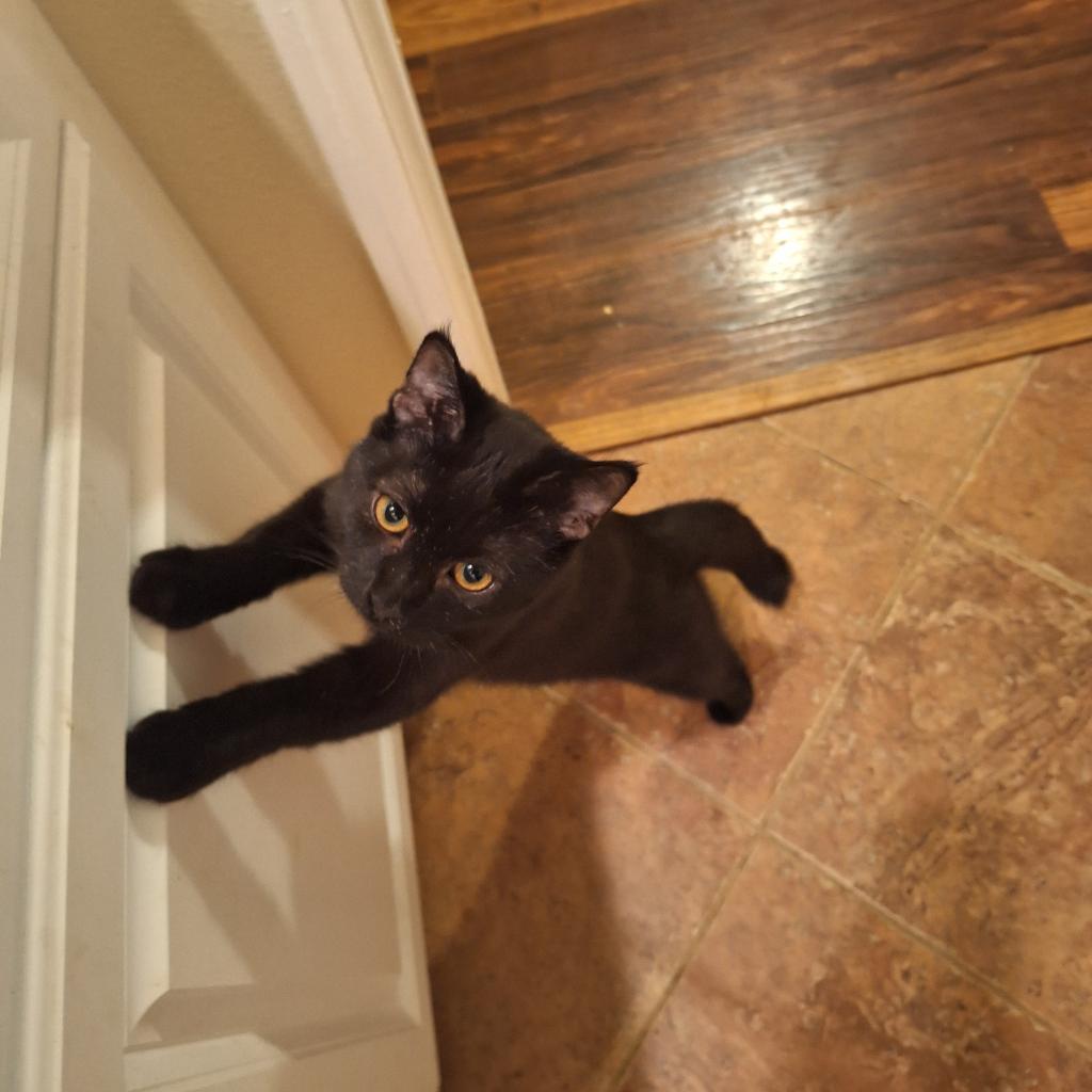 Enlarge Panther, a Adoptable mixed breed in Long Beach, CA image 2/2