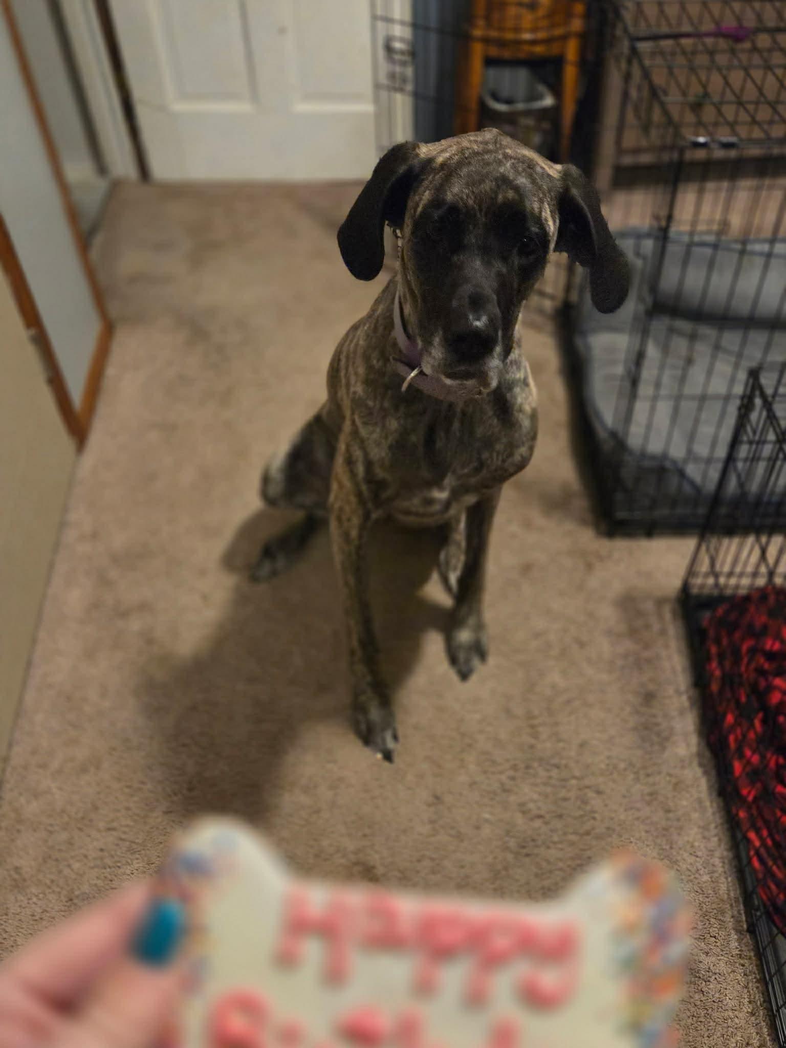 Enlarge Zoe, a Adoptable Great Dane in South Saint Paul, MN image 3/5