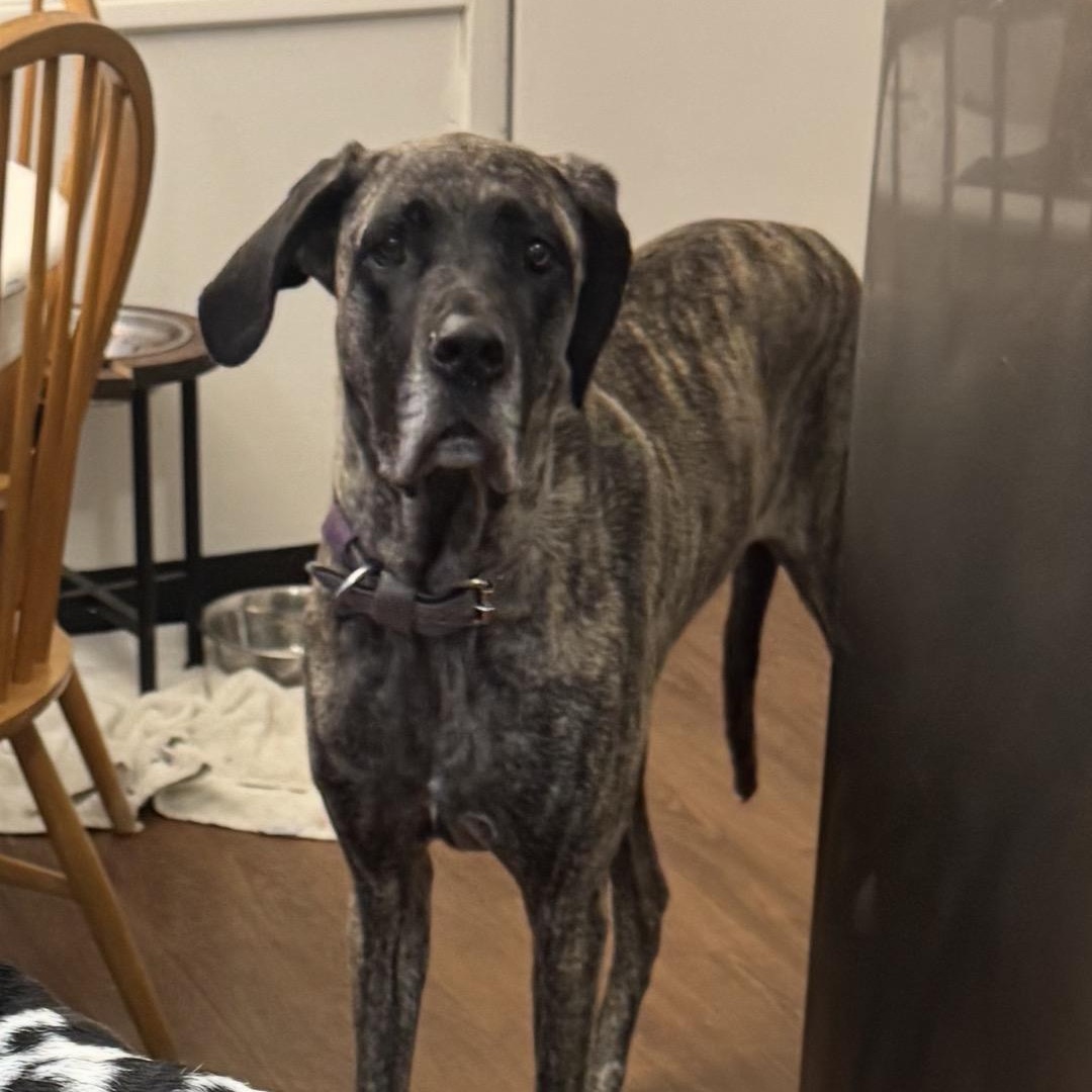 Enlarge Zoe, a Adoptable Great Dane in South Saint Paul, MN image 2/5
