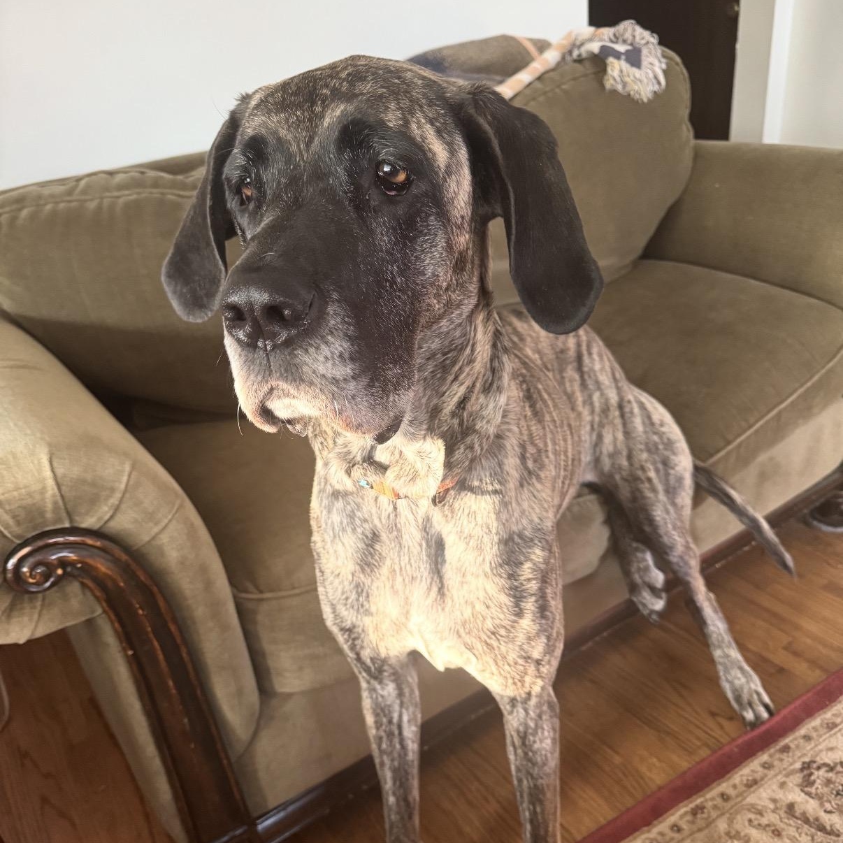 Zoe, Adoptable, Adult Female Great Dane.