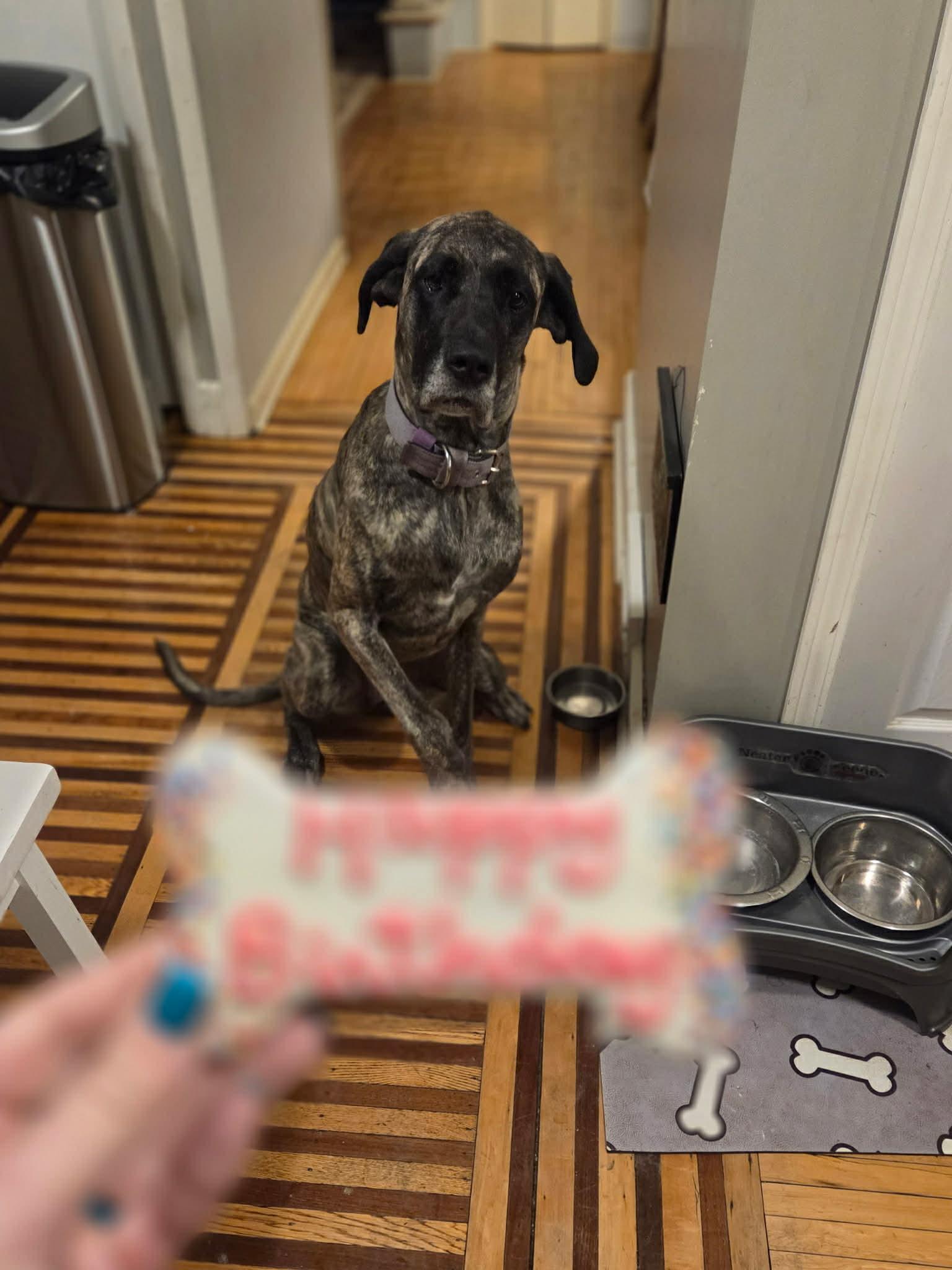 Enlarge Zoe, a Adoptable Great Dane in South Saint Paul, MN image 5/5