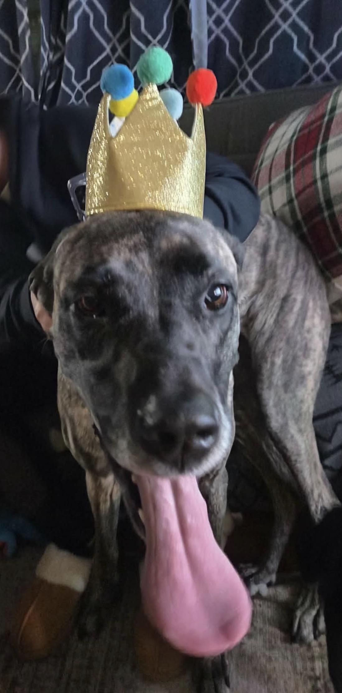 Enlarge Zoe, a Adoptable Great Dane in South Saint Paul, MN image 4/5