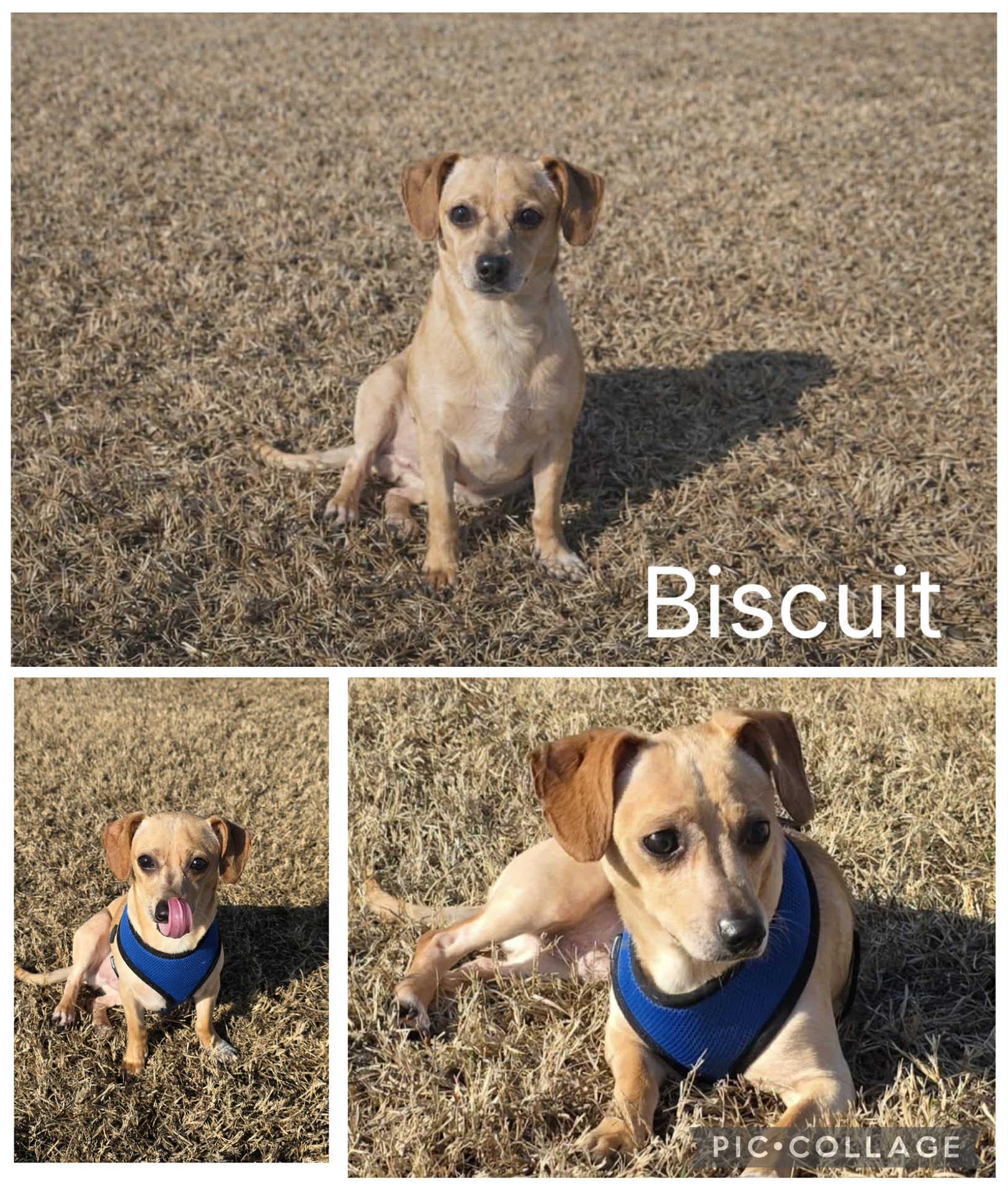 Enlarge Biscuit, a ADOPTABLE mixed breed in Enterprise, AL image 1/1