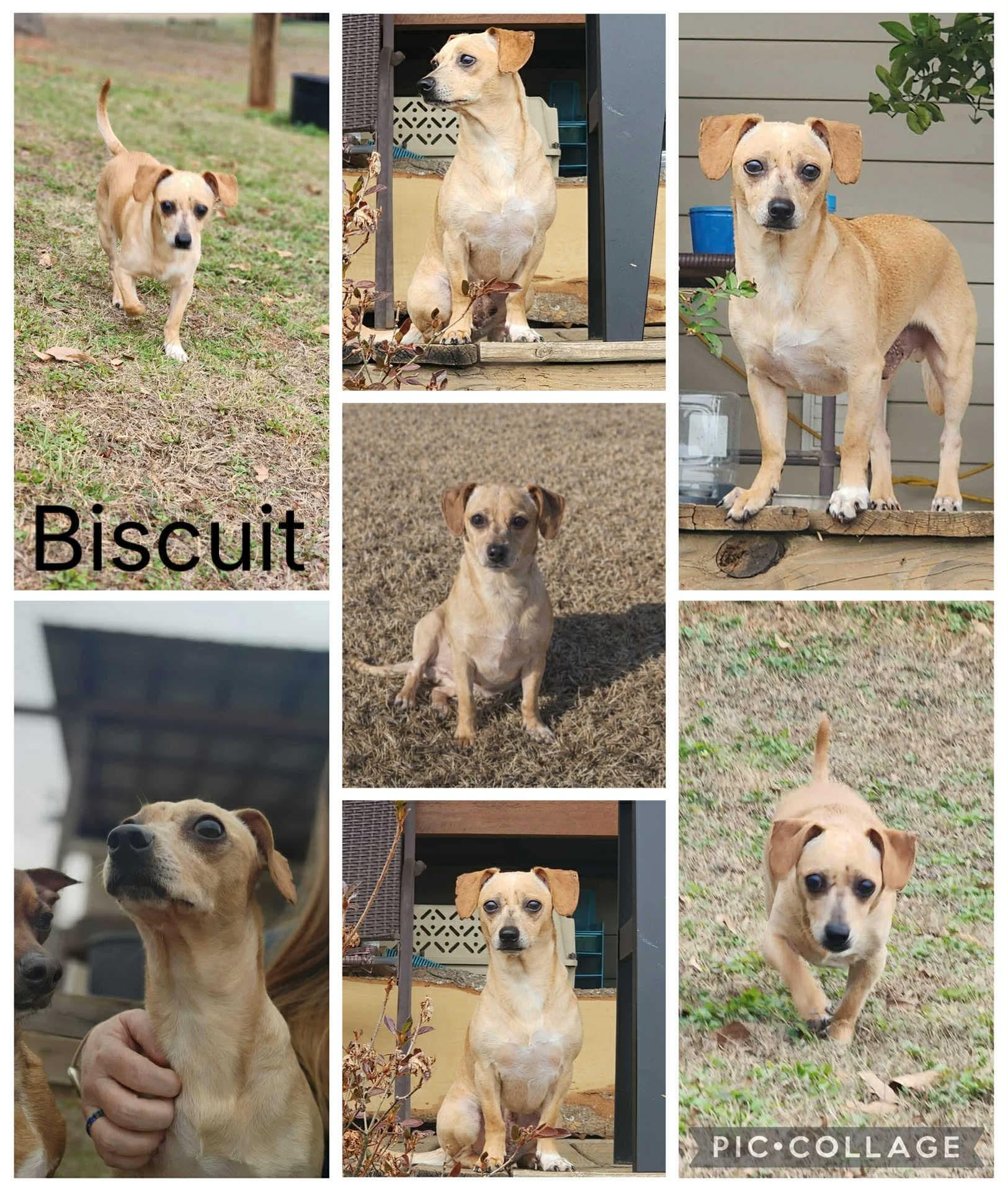 Enlarge Biscuit, a ADOPTABLE mixed breed in Enterprise, AL image 1/1