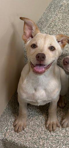 Alana, Adoptable, Puppy Female Labrador Retriever & Mixed Breed.