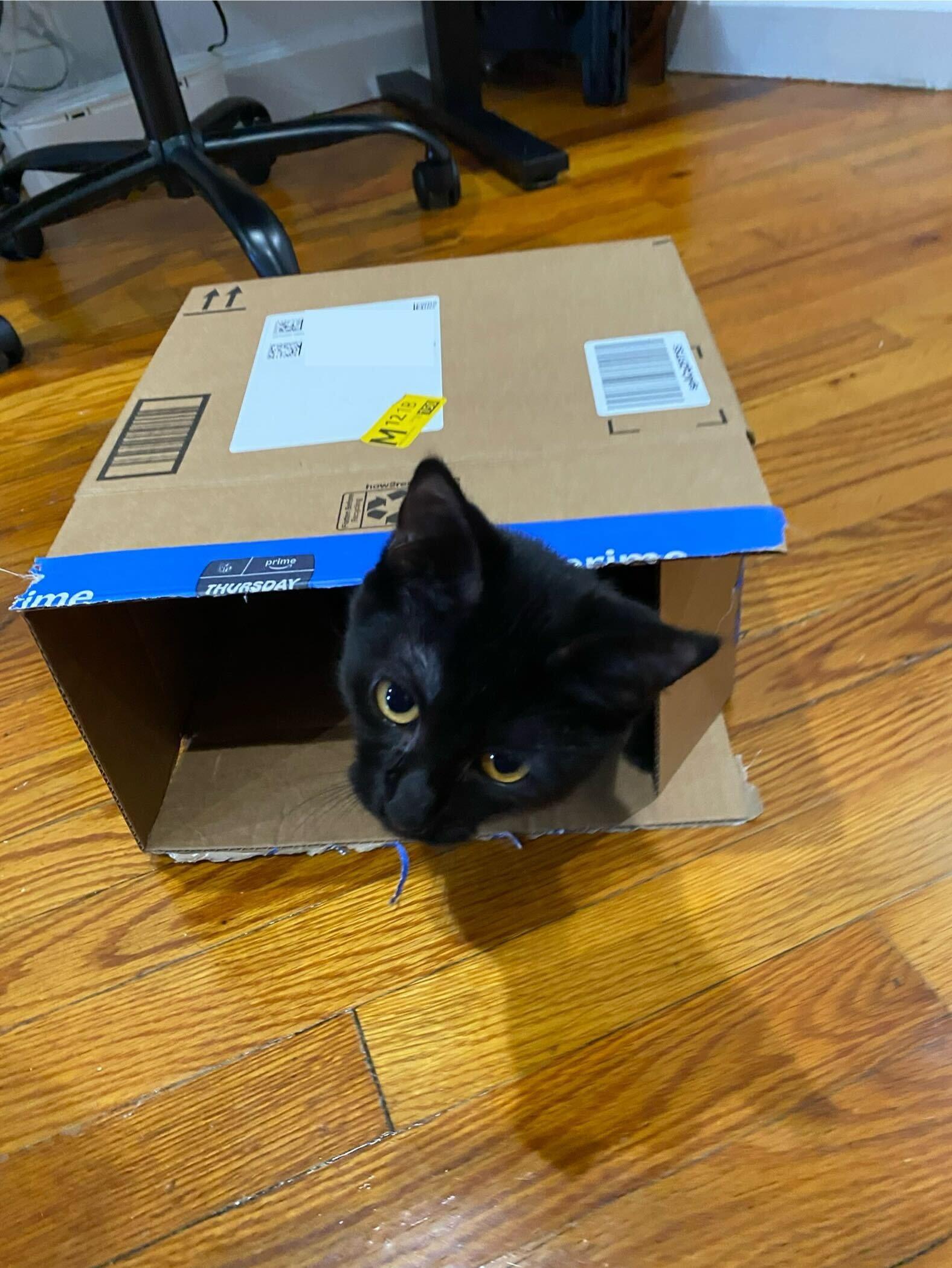 Enlarge Tippi aka Black Olive, a Adoptable Domestic Short Hair in Long Island City, NY image 4/6