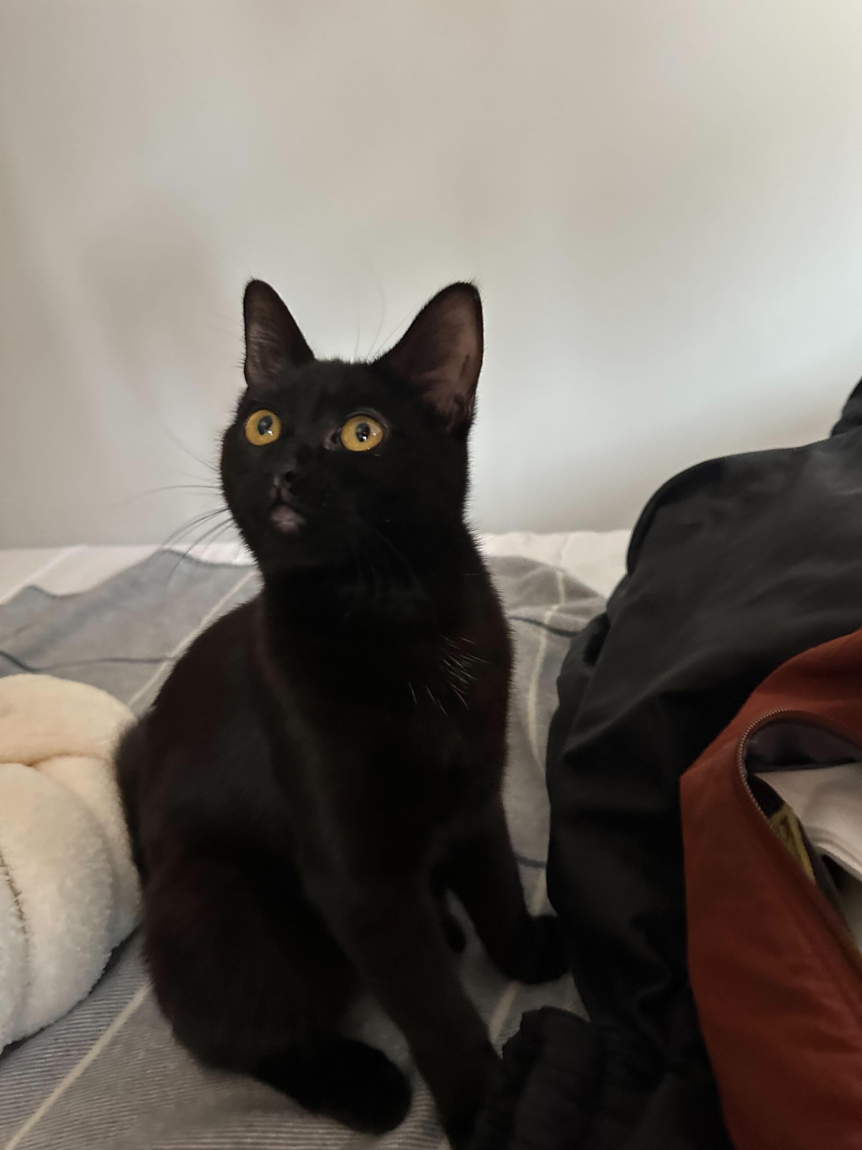Enlarge Tippi aka Black Olive, a Adoptable Domestic Short Hair in Long Island City, NY image 3/6
