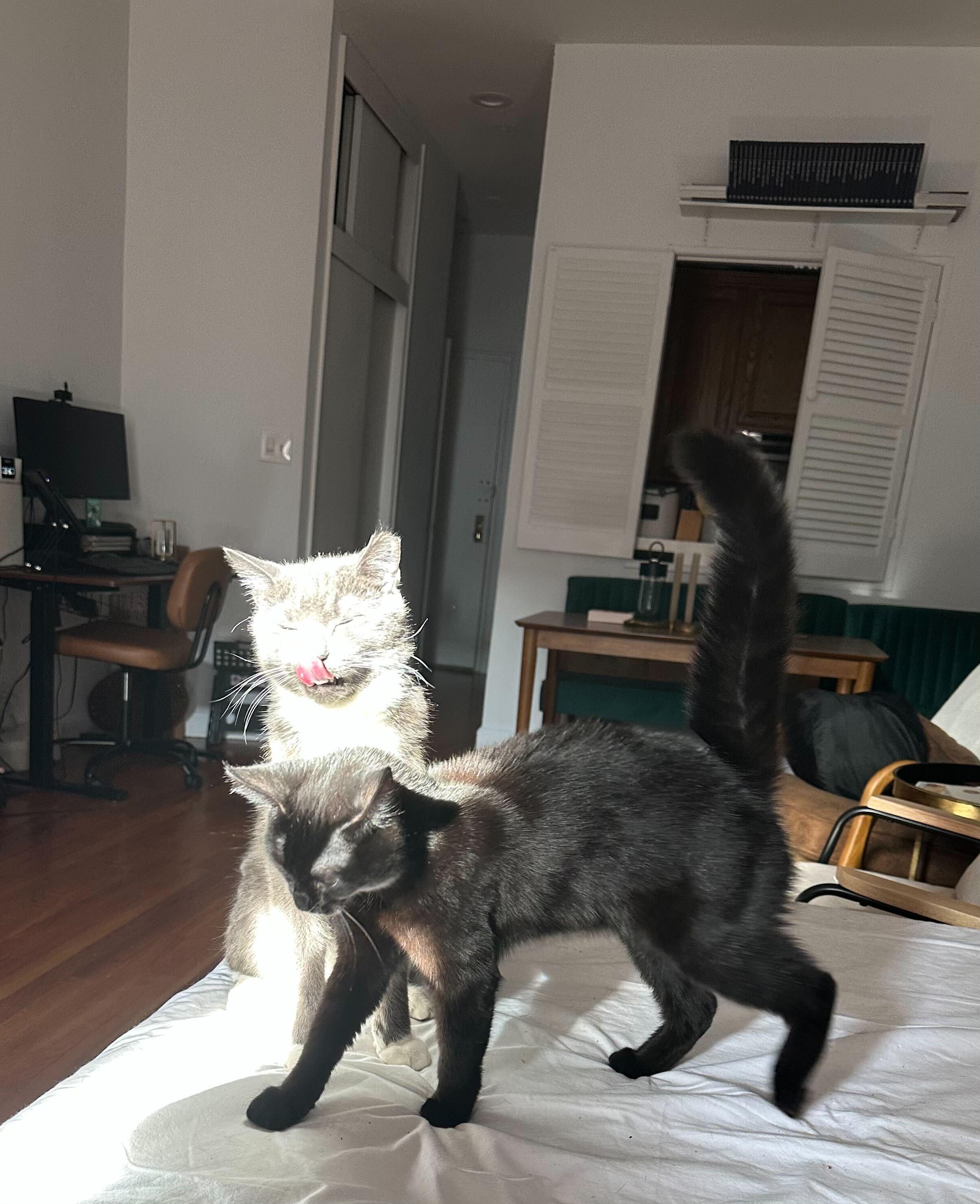 Enlarge Tippi aka Black Olive, a Adoptable Domestic Short Hair in Long Island City, NY image 5/6