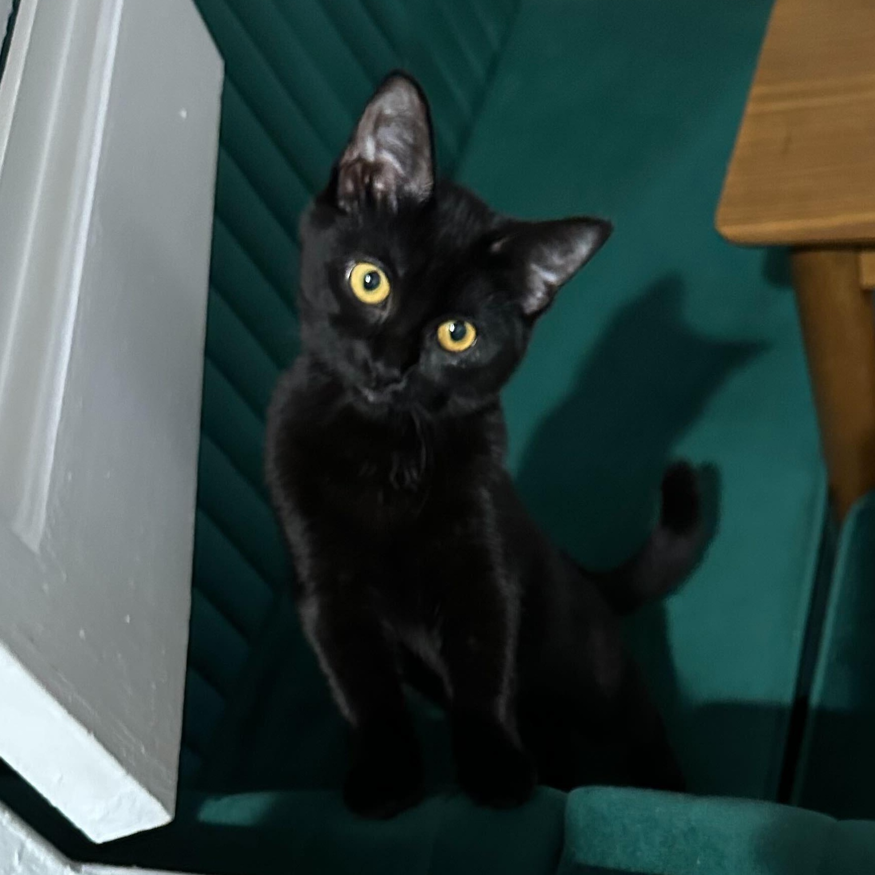 Tippi aka Black Olive, Adoptable, Kitten Female Domestic Short Hair.