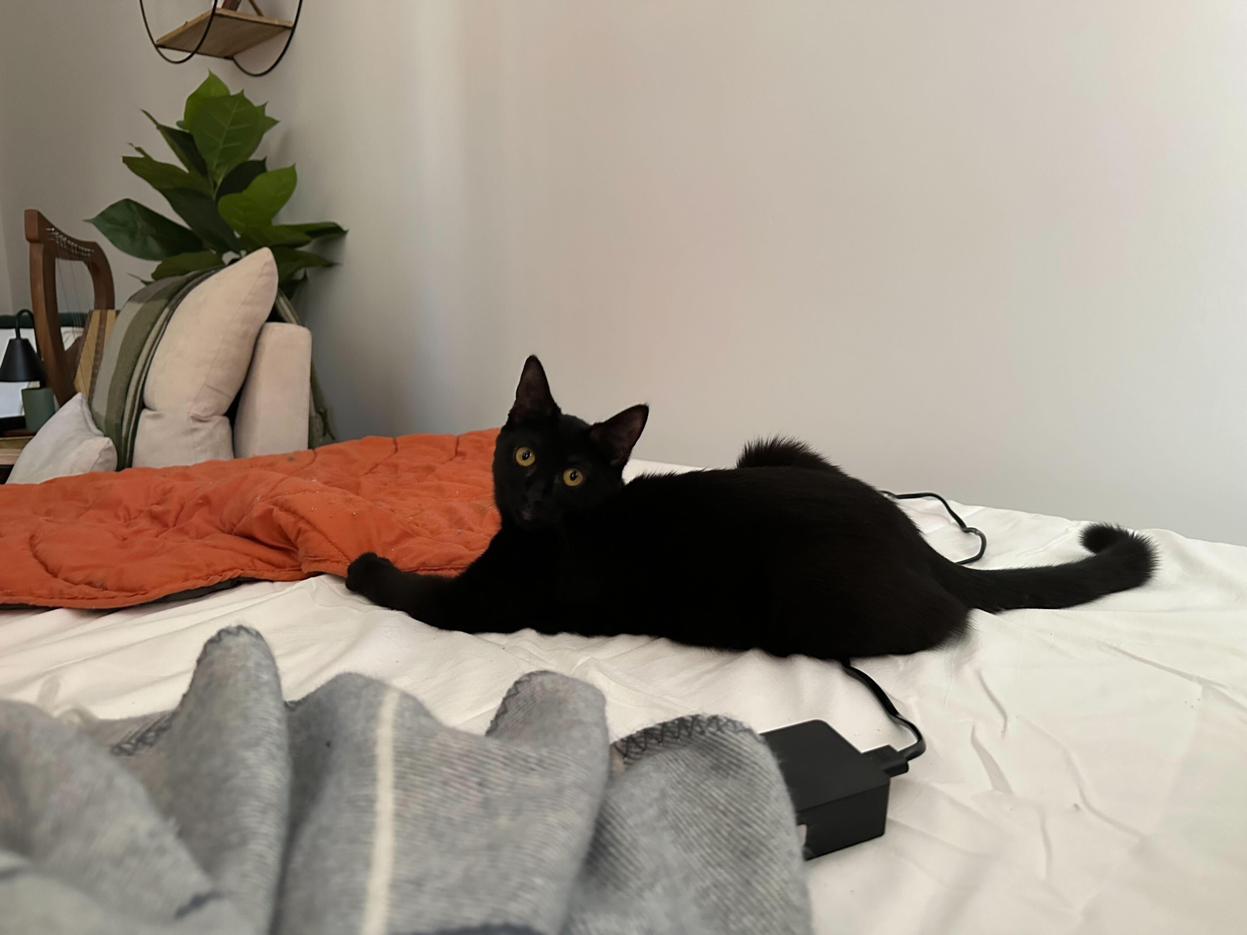 Enlarge Tippi aka Black Olive, a Adoptable Domestic Short Hair in Long Island City, NY image 2/6