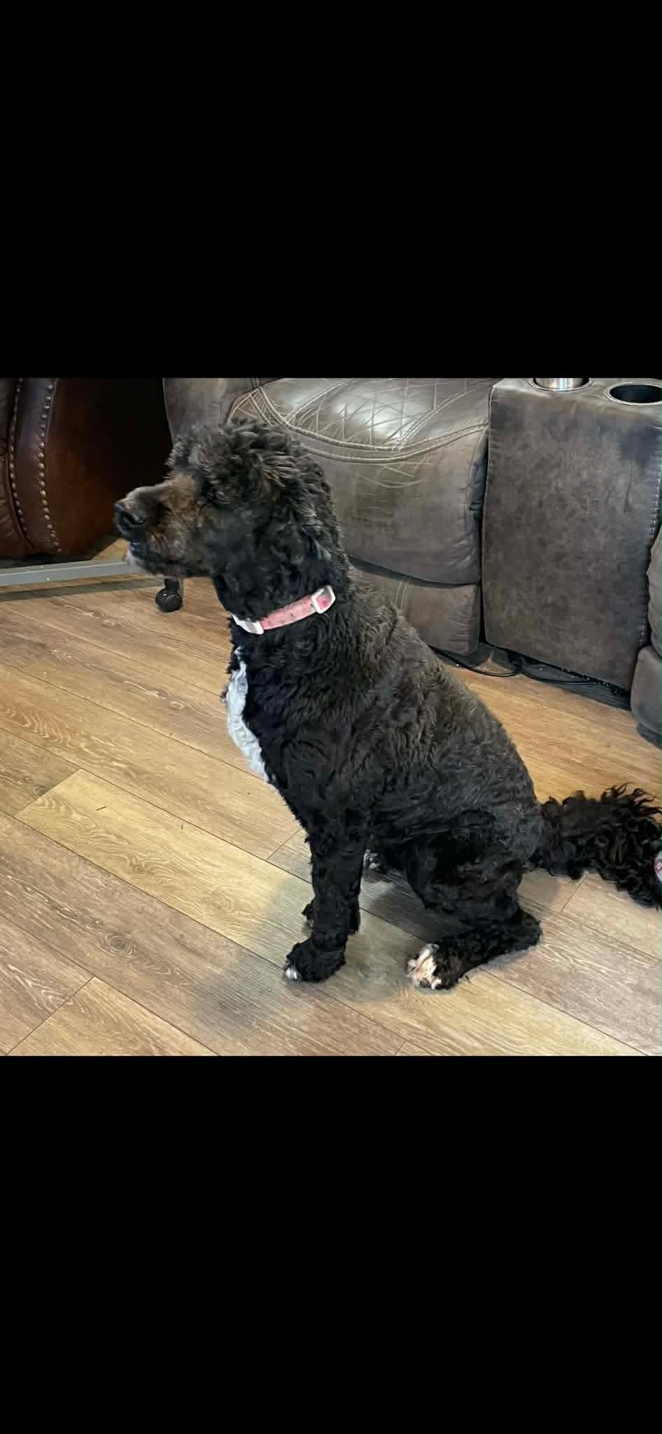 Mollie, a Adoptable Aussiedoodle in Westport, MA image 3/3
