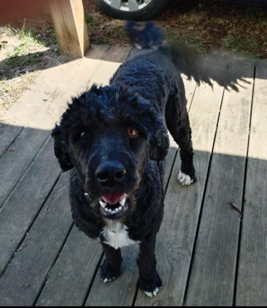 Mollie, Adoptable, Adult Female Aussiedoodle.