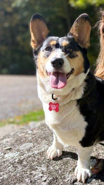 Petunia, Adoptable, Adult Female Corgi.