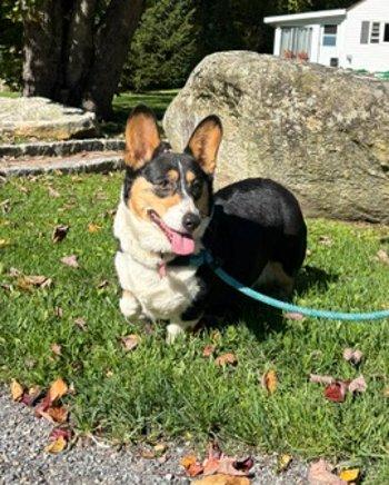 Enlarge Petunia, a Adoptable Corgi in Bedford Hills, NY image 2/6