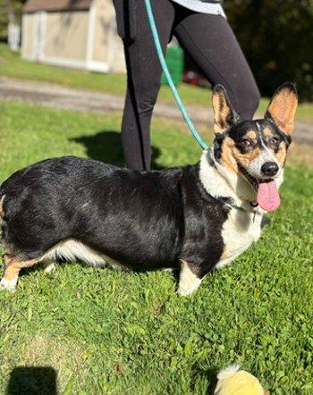 Enlarge Petunia, a Adoptable Corgi in Bedford Hills, NY image 3/6