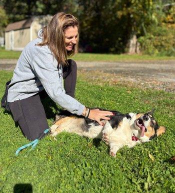 Enlarge Petunia, a Adoptable Corgi in Bedford Hills, NY image 5/6