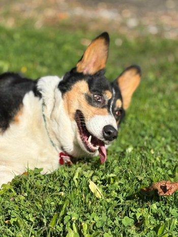 Enlarge Petunia, a Adoptable Corgi in Bedford Hills, NY image 6/6