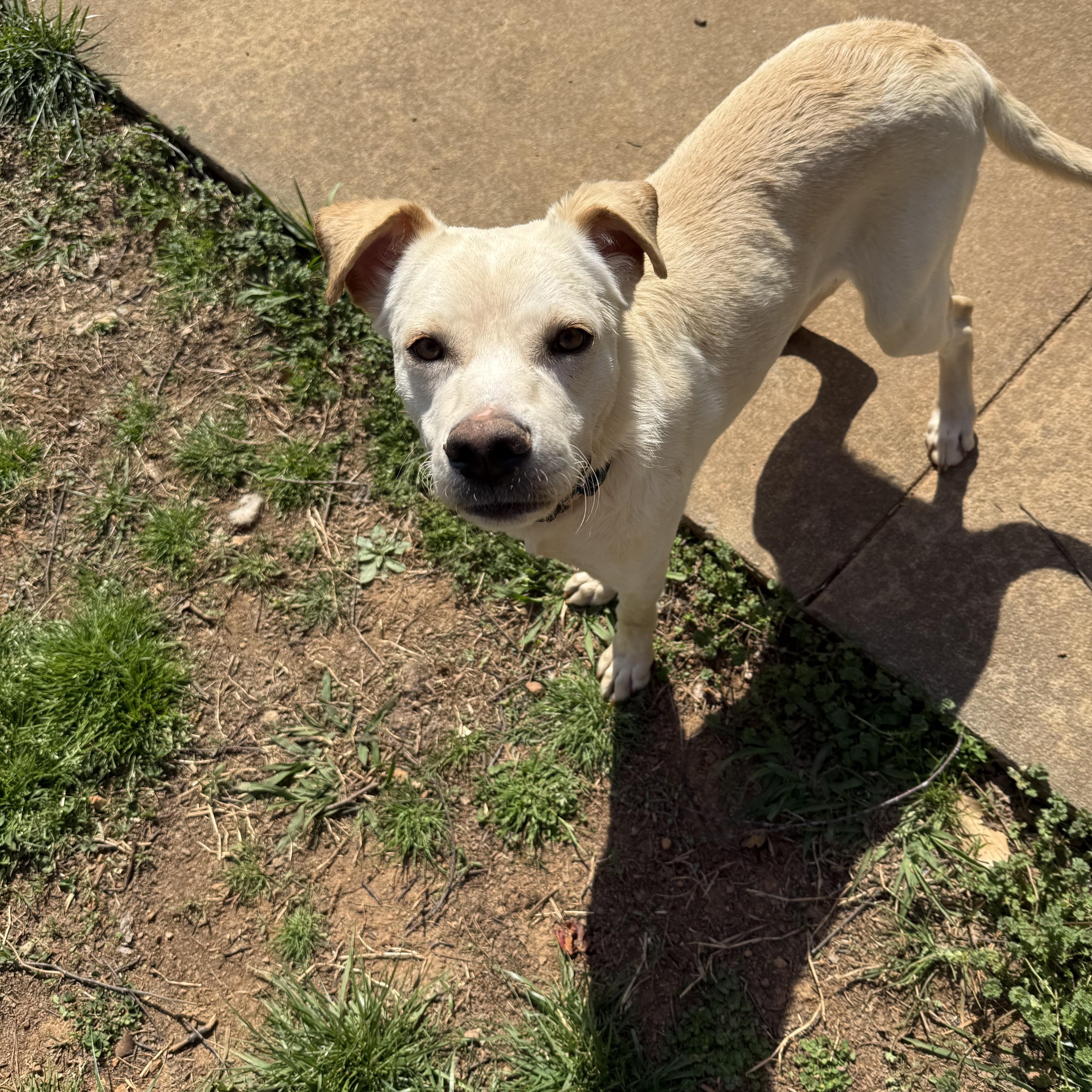 Louie, ADOPTABLE, Young Male Yellow Labrador Retriever.